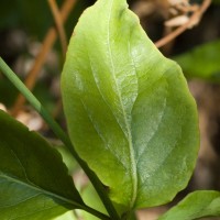 Flowering Nutmeg